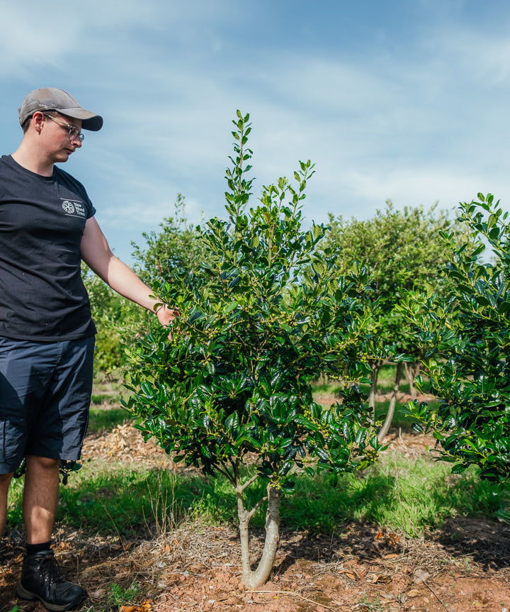 Ilex aquifolium 'J.C van Tol' NWT Products 25 26 0004