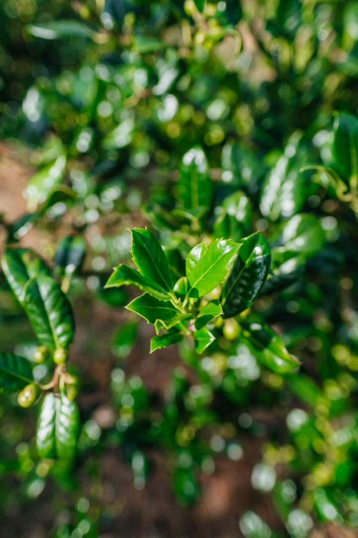 Ilex aquifolium 'J.C van Tol' NWT Products 25 26 0005