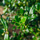 Ilex aquifolium 'J.C van Tol' NWT Products 25 26 0005