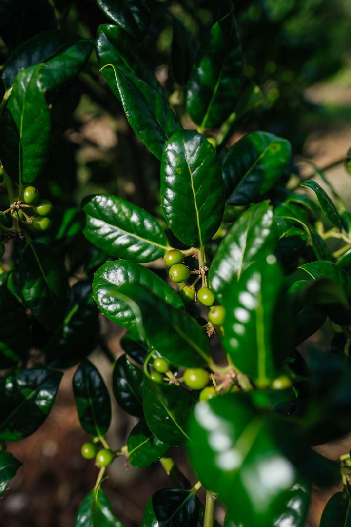 Ilex aquifolium 'J.C van Tol' NWT Products 25 26 0007