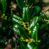 Ilex aquifolium 'J.C van Tol' NWT Products 25 26 0007