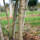 Ilex crenata Dark Green 1663x2491 1