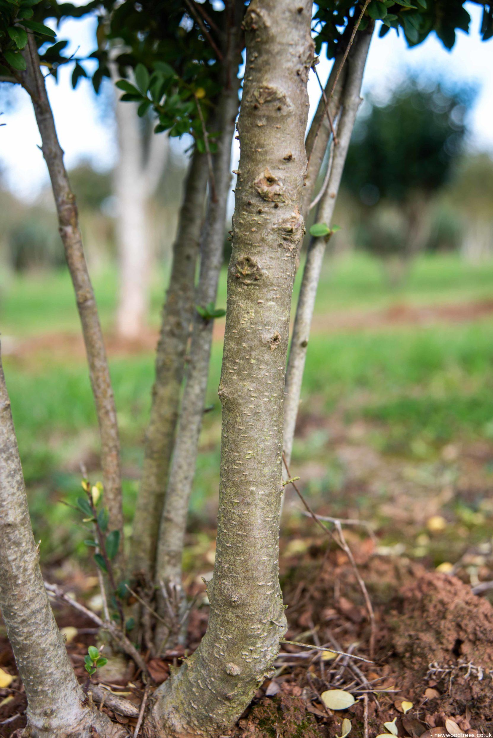 Ilex crenata Dark Green 1663x2491 1