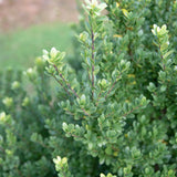 Ilex crenata Dark Green 2 1663x2491 1