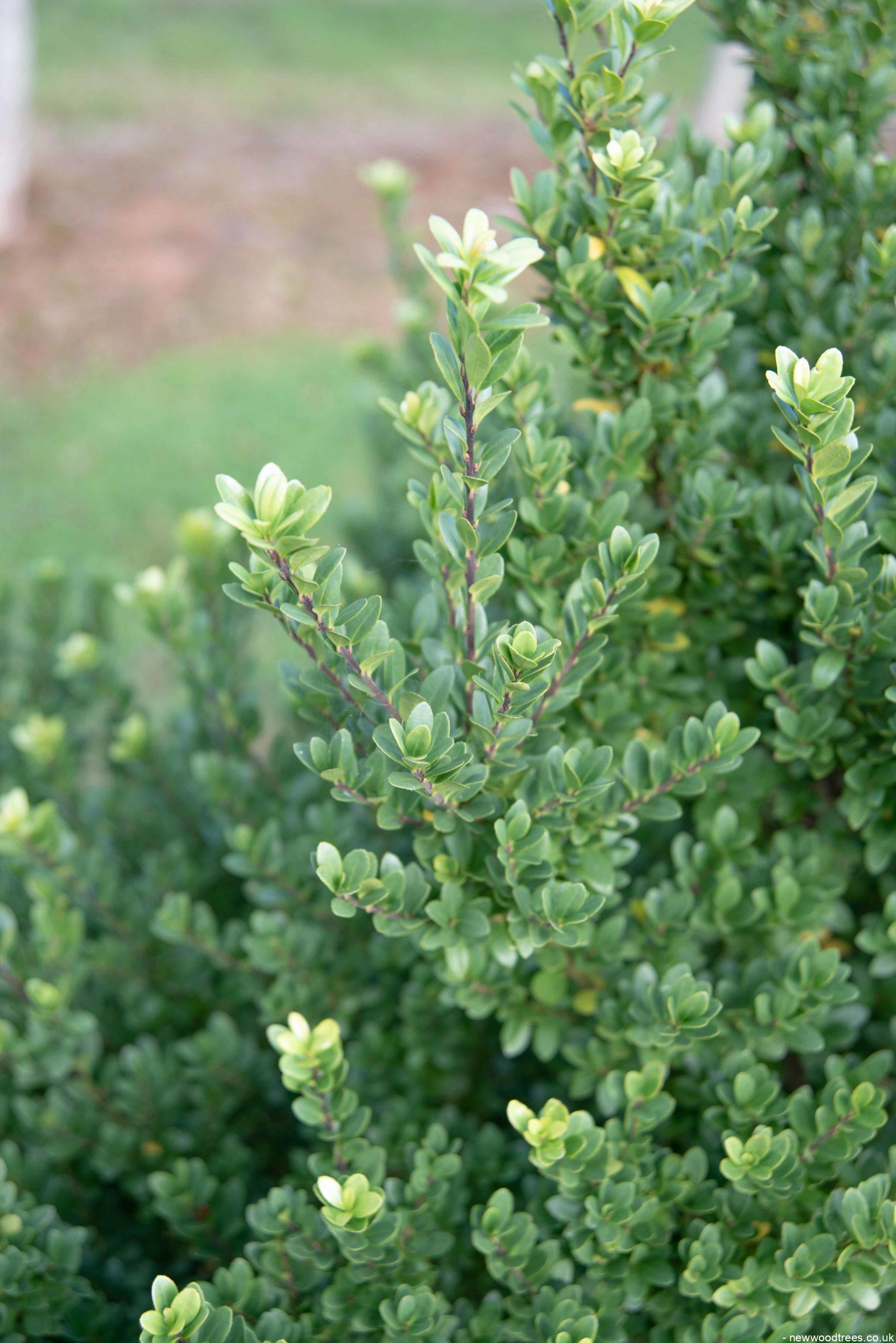 Ilex crenata Dark Green 2 1663x2491 1