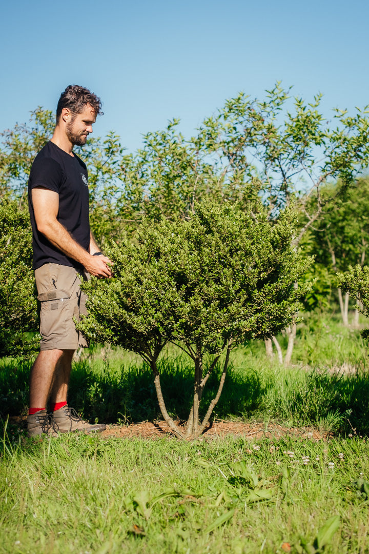 Ilex crenatat 'Dark Green' New Wood Trees 25 26 0003