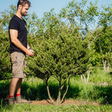 Ilex crenatat 'Dark Green' New Wood Trees 25 26 0003