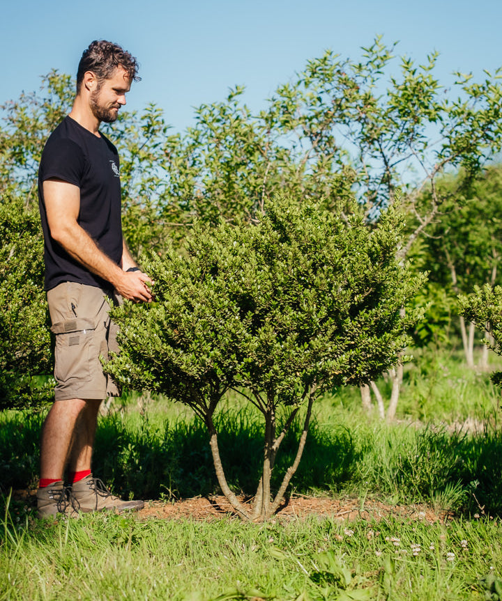 Ilex crenatat 'Dark Green' New Wood Trees 25 26 0003