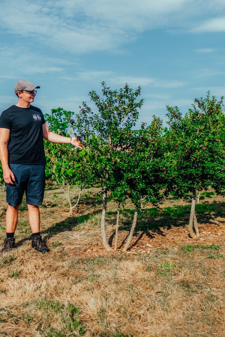 Ilex meserveae 'Blue Princess' NWT Products 25 26 0005 Edit