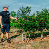 Ilex meserveae 'Blue Princess' NWT Products 25 26 0005 Edit