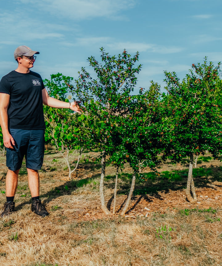 Ilex meserveae 'Blue Princess' NWT Products 25 26 0005 Edit