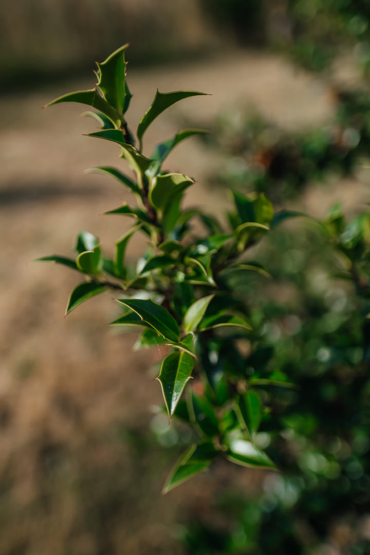 Ilex meserveae 'Blue Princess' NWT Products 25 26 0006