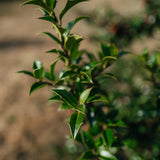 Ilex meserveae 'Blue Princess' NWT Products 25 26 0006