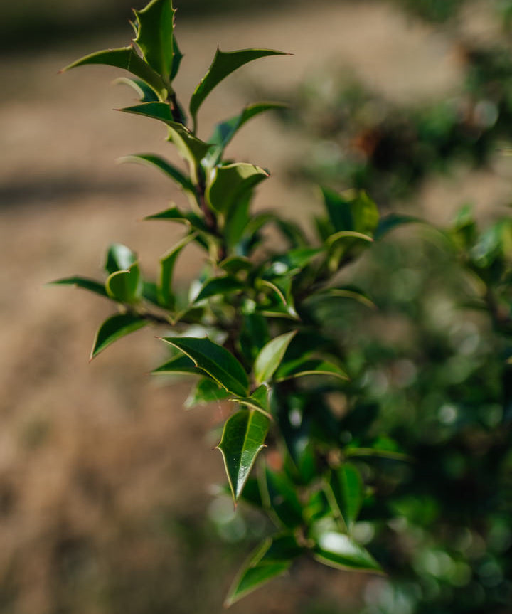 Ilex meserveae 'Blue Princess' NWT Products 25 26 0006