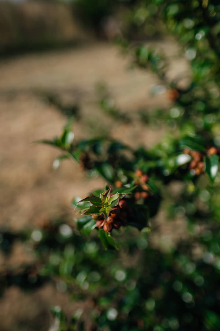 Ilex meserveae 'Blue Princess' NWT Products 25 26 0007