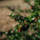 Ilex meserveae 'Blue Princess' NWT Products 25 26 0007