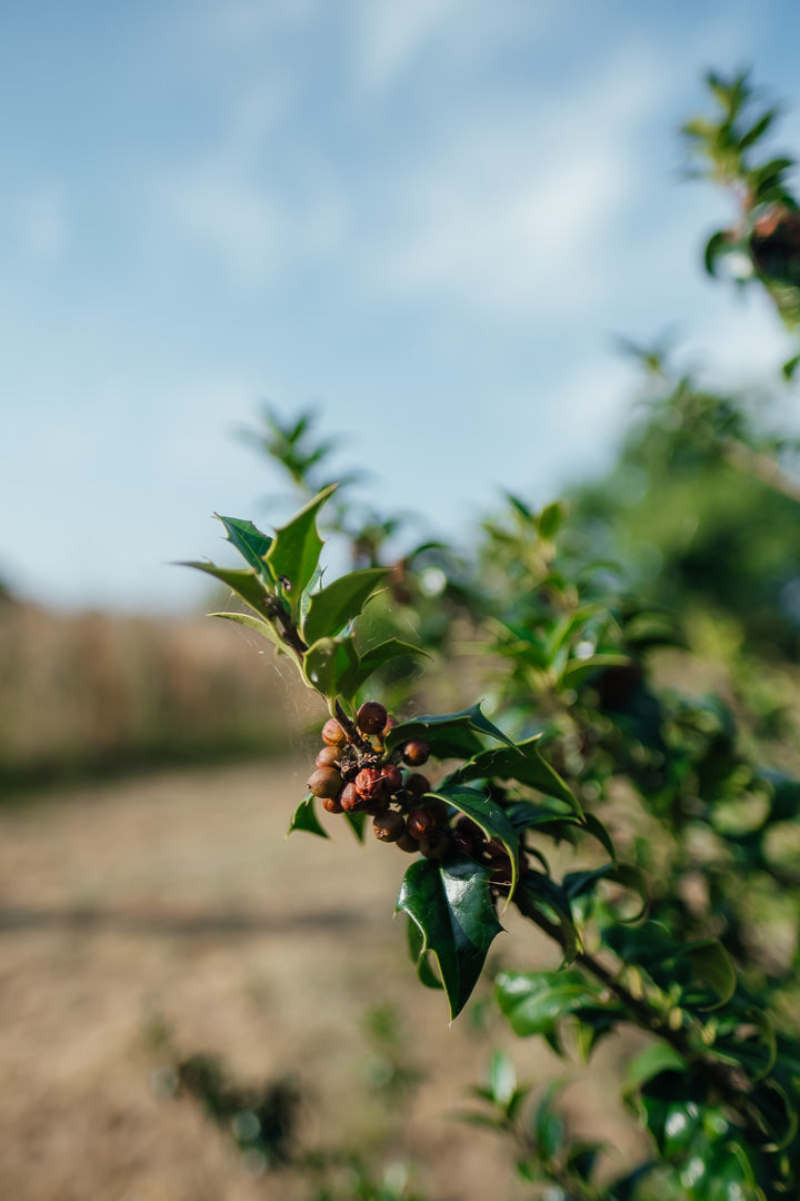 Ilex meserveae 'Blue Princess' NWT Products 25 26 0008