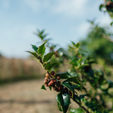 Ilex meserveae 'Blue Princess' NWT Products 25 26 0008