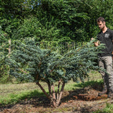 Juniperus squamata Meyeri Flaky Juniper scaled