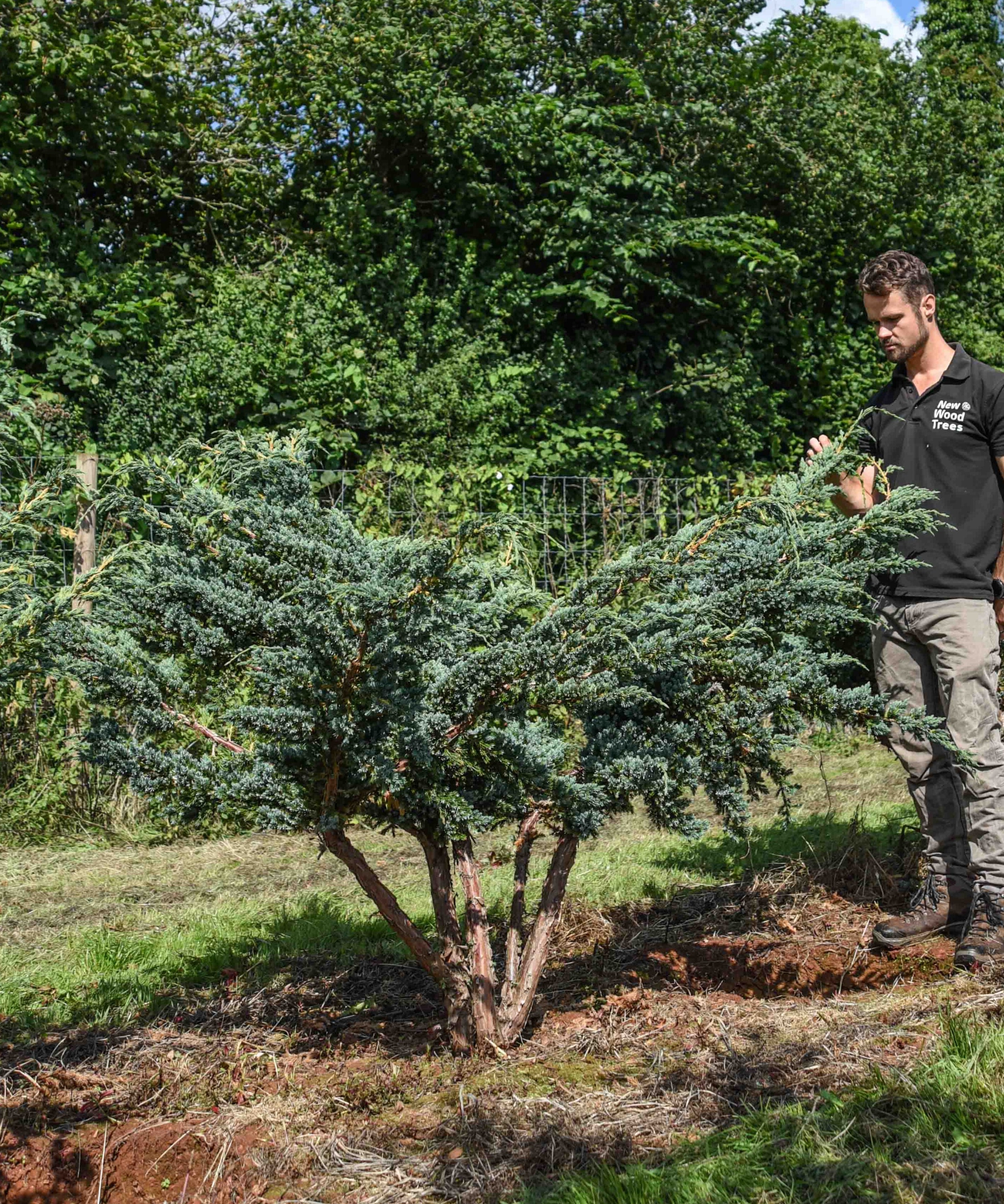 Juniperus squamata Meyeri Flaky Juniper scaled