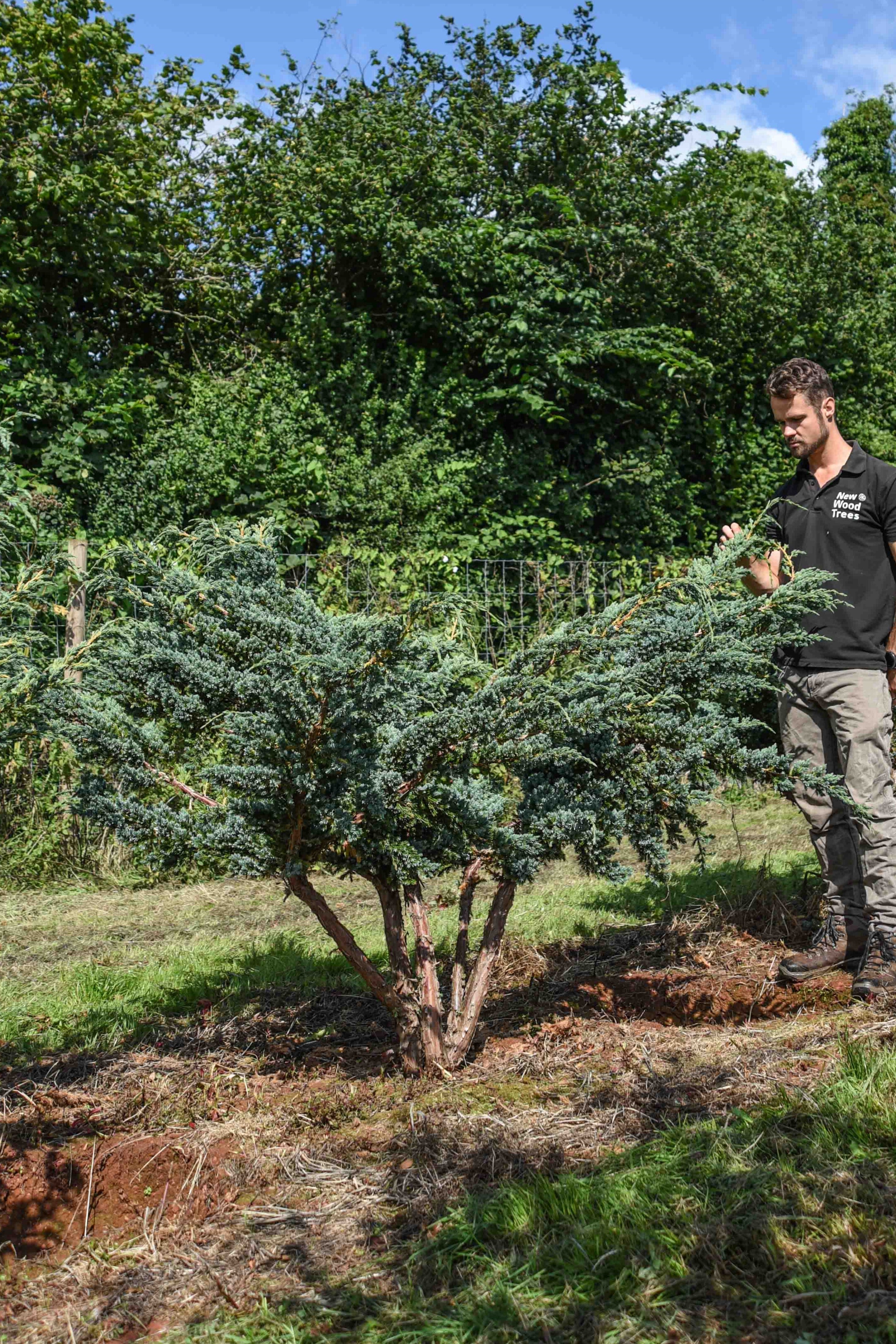 Juniperus squamata Meyeri Flaky Juniper scaled