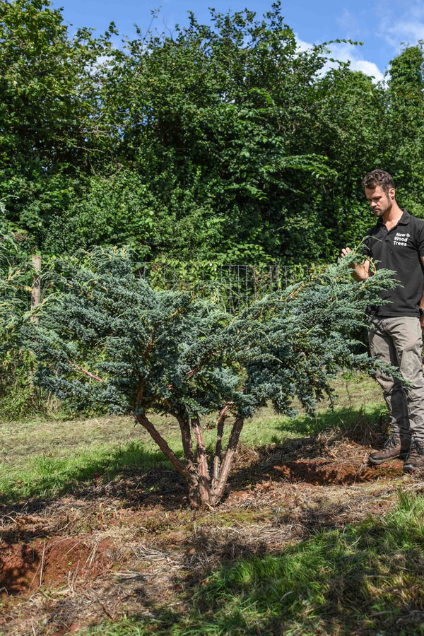 Juniperus squamata Meyeri Flaky Juniper scaled