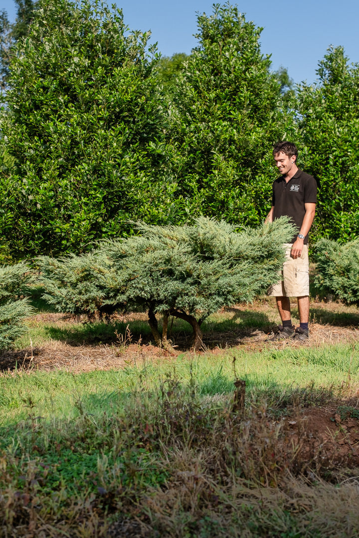 Juniperus virginiana 'Hetzii' NWT Products 25 26 0006