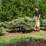 Juniperus virginiana 'Hetzii' NWT Products 25 26 0006