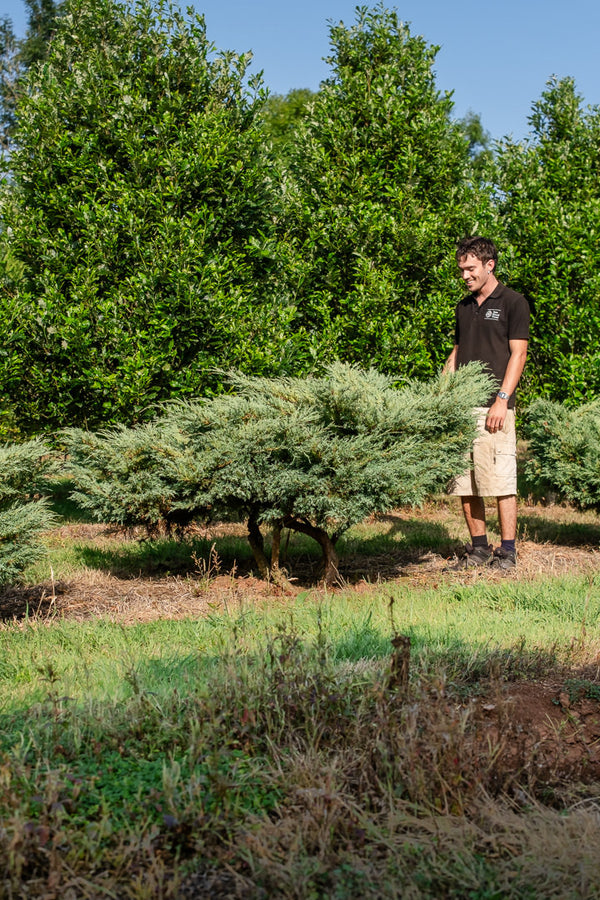 Juniperus virginiana 'Hetzii' NWT Products 25 26 0006