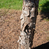 Juniperus virginiana ‘Hetzii 1001x1500 1