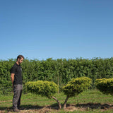 Juniperus x Pfitzeriana Aurea Golden Juniper