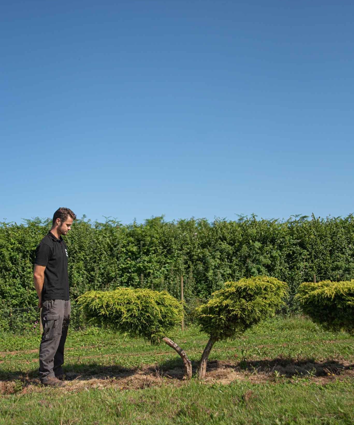 Juniperus x Pfitzeriana Aurea Golden Juniper