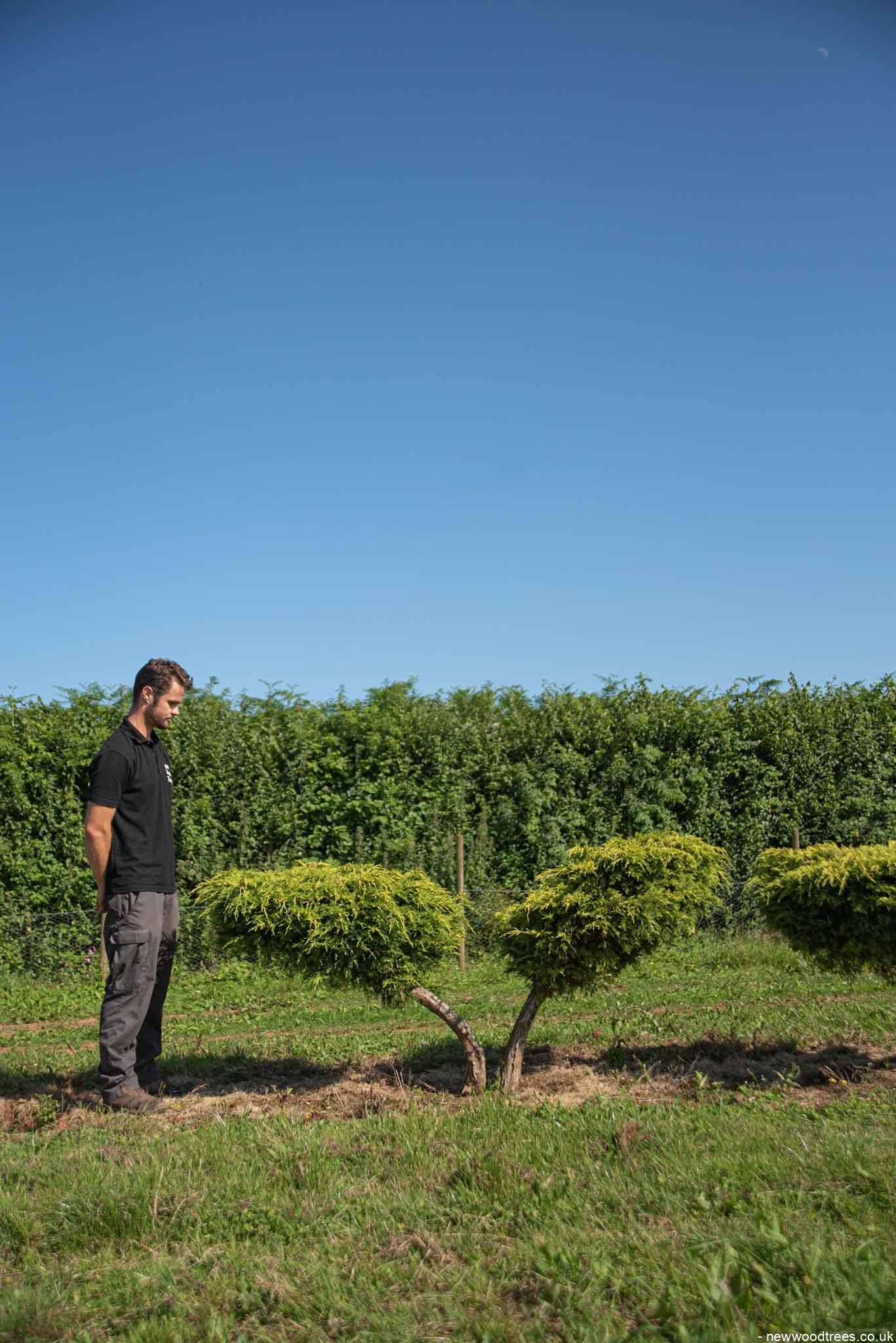 Juniperus x Pfitzeriana Aurea Golden Juniper