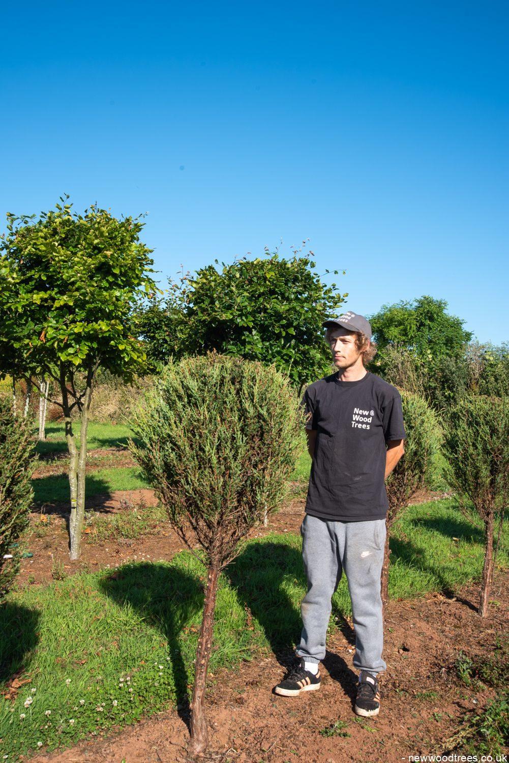 Juniperus  Skyrocket  1001x1500 1