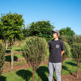 Juniperus  Skyrocket  1001x1500 1