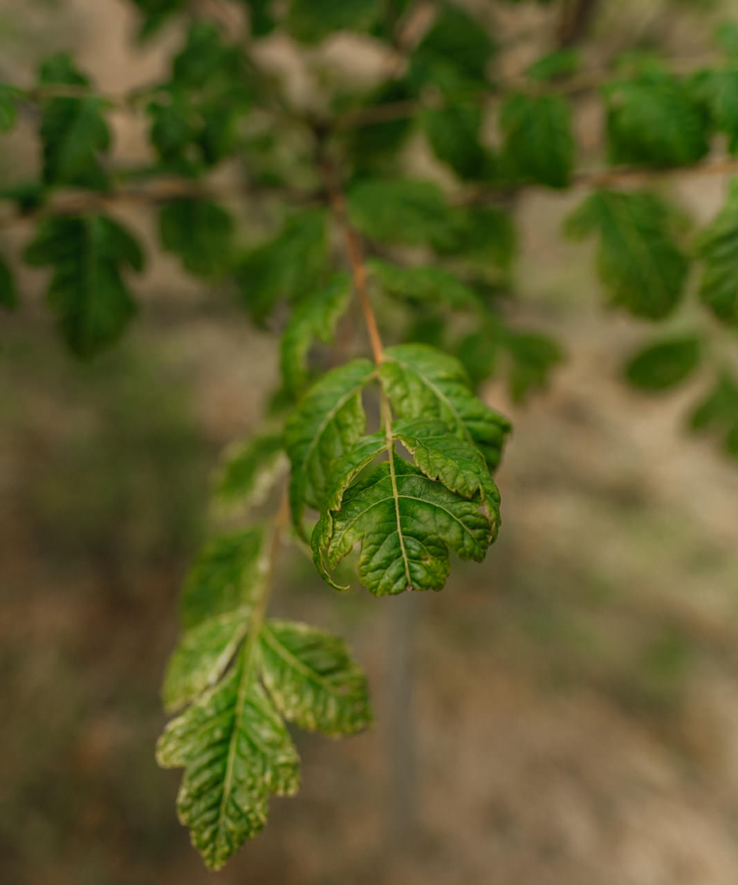 Koelreuteria paniculata grown by New Wood Trees
