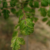 Koelreuteria paniculata grown by New Wood Trees