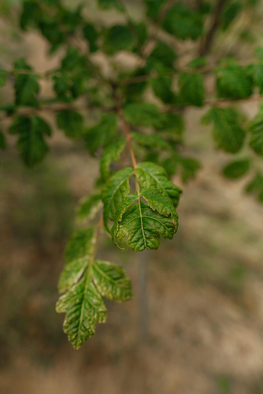Koelreuteria paniculata grown by New Wood Trees