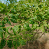 Koelreuteria paniculata grown by New Wood Trees