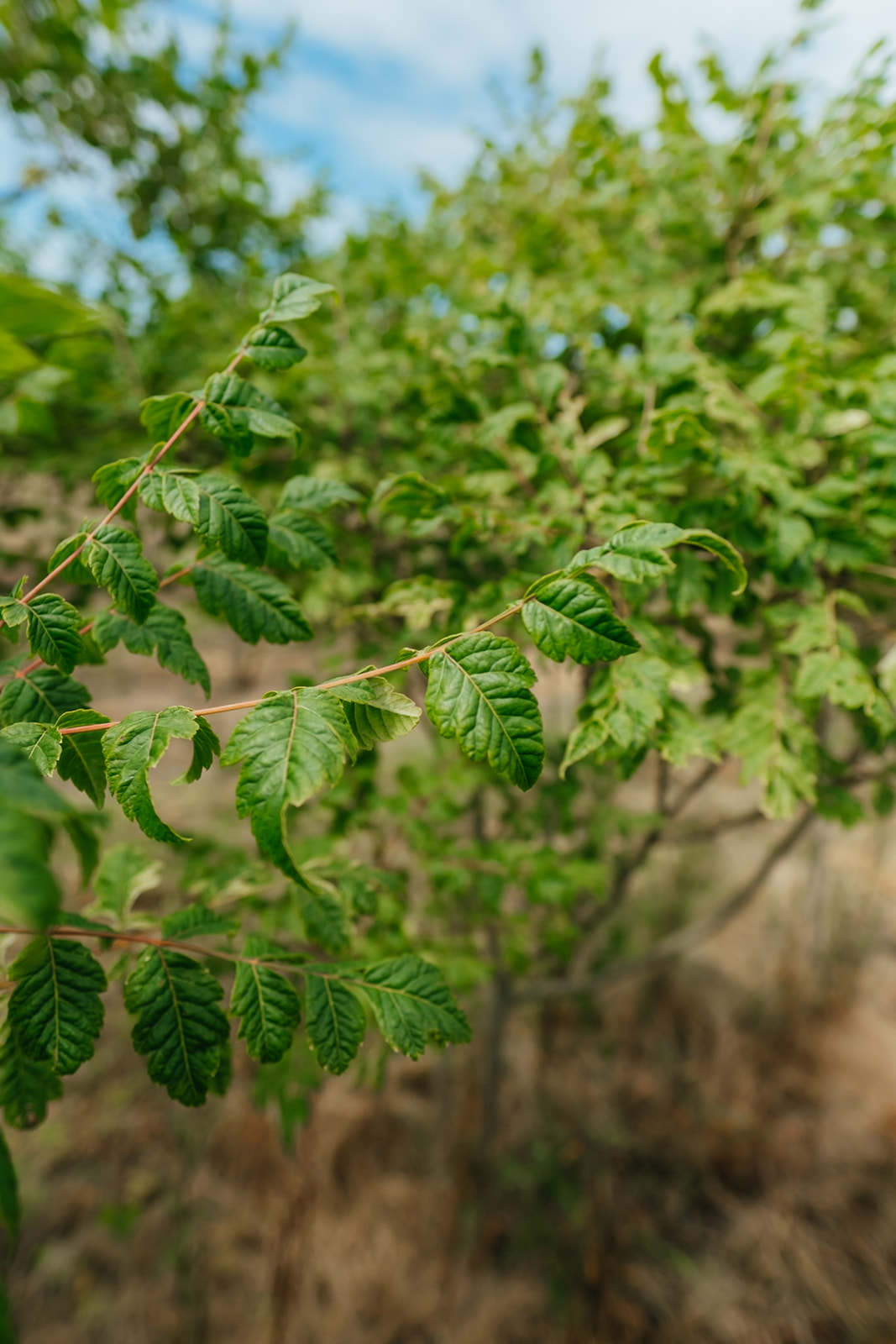 Koelreuteria paniculata grown by New Wood Trees