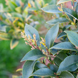 Ligustrum japonicum Green Sentry 1 1663x2491 1