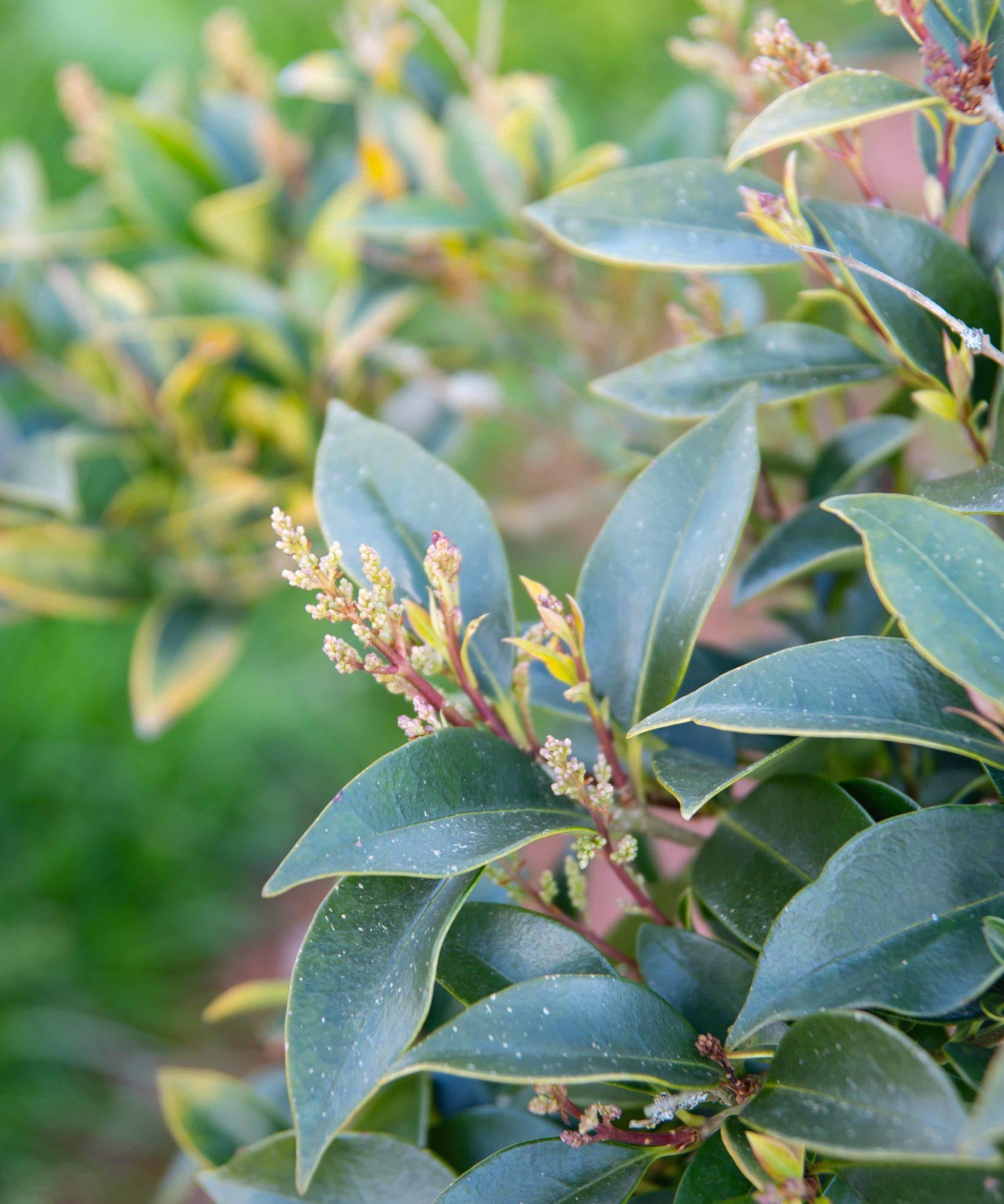 Ligustrum japonicum Green Sentry 1 1663x2491 1