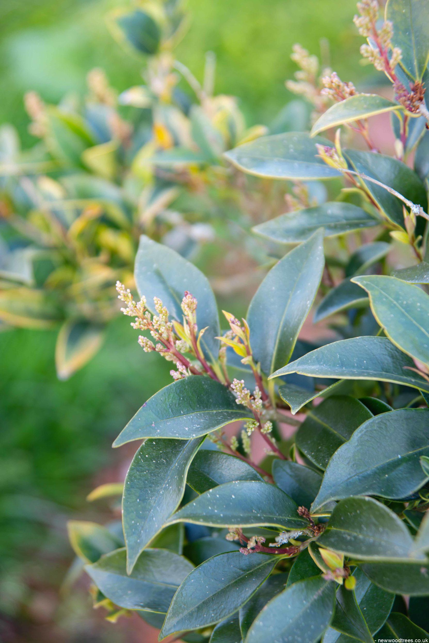Ligustrum japonicum Green Sentry 1 1663x2491 1