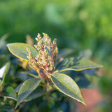 Ligustrum japonicum Green Sentry 1663x2491 1