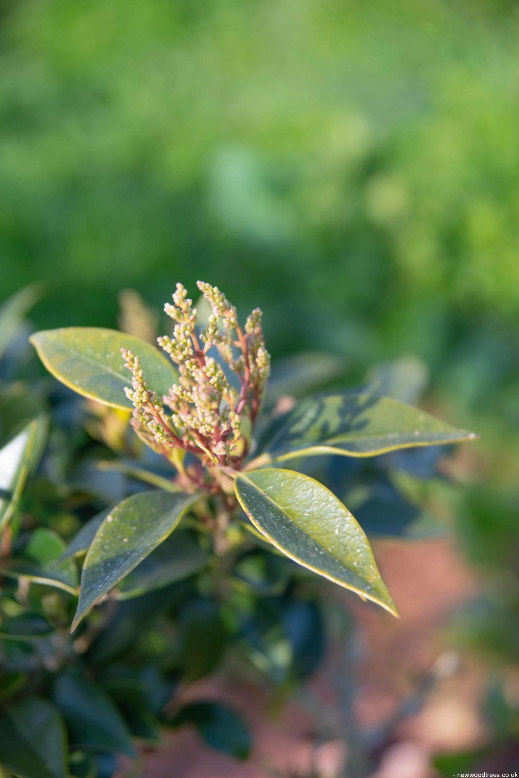 Ligustrum japonicum Green Sentry 1663x2491 1