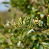 Ligustrum japonicum Green Sentry 2 1663x2491 1