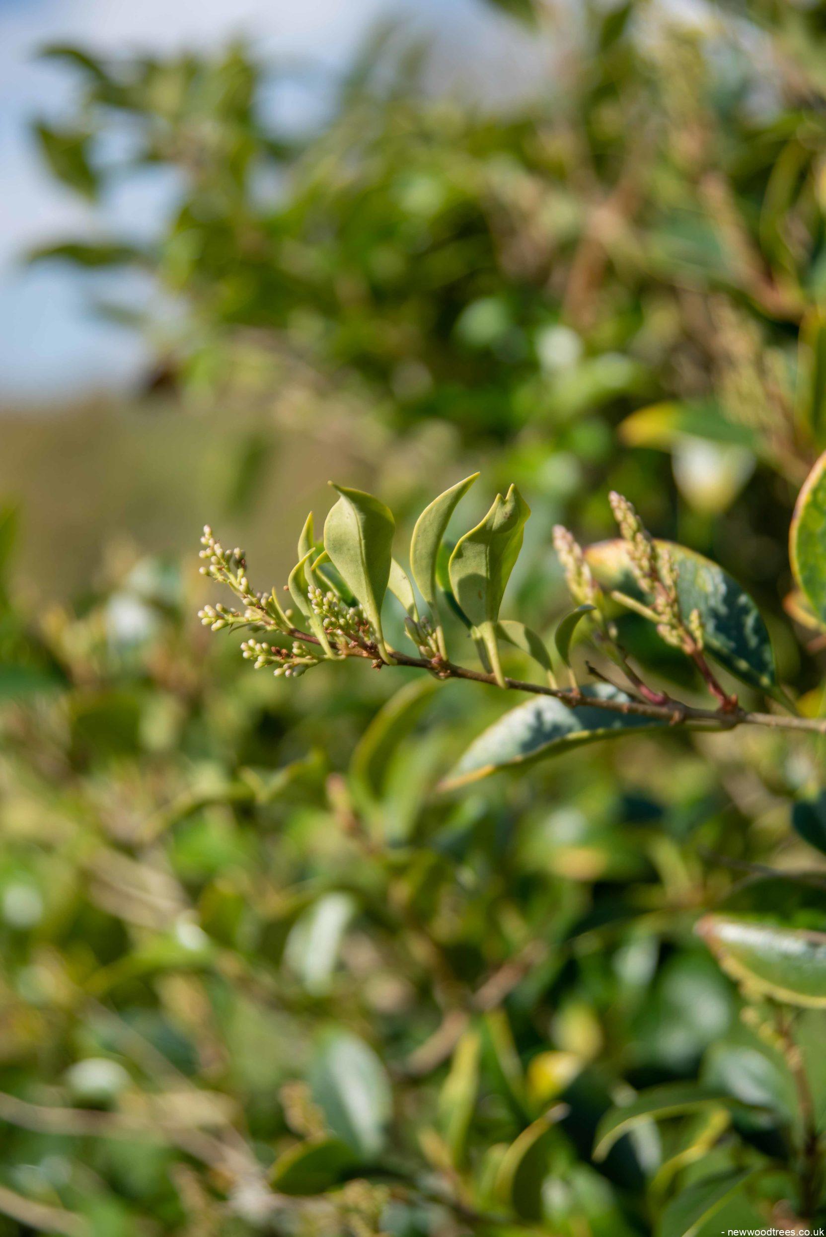 Ligustrum japonicum Green Sentry 2 1663x2491 1