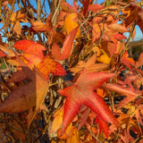 Liquidambar styraciflua Slender Silhouette 1 1663x2217 1