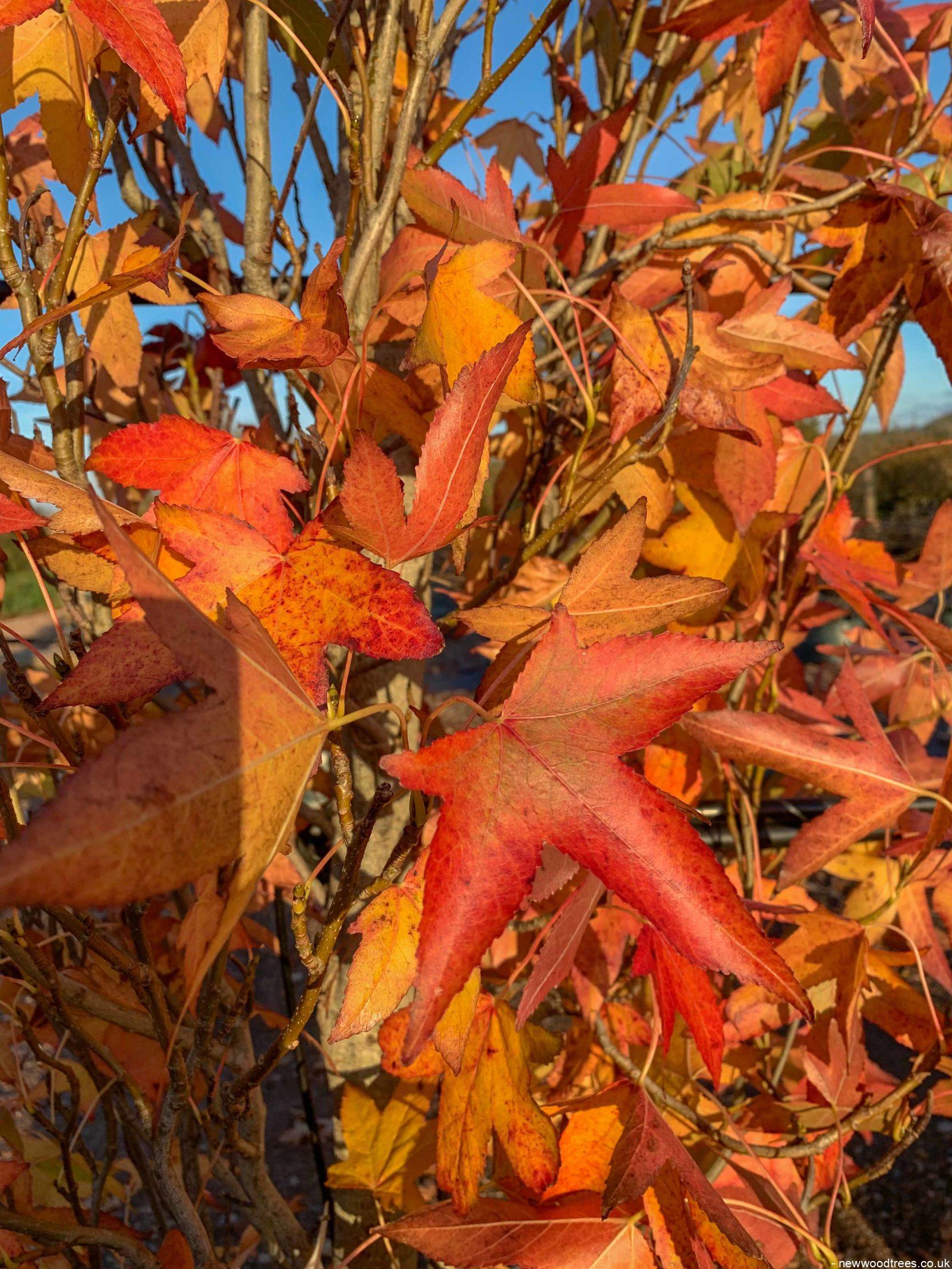 Liquidambar styraciflua Slender Silhouette 1 1663x2217 1