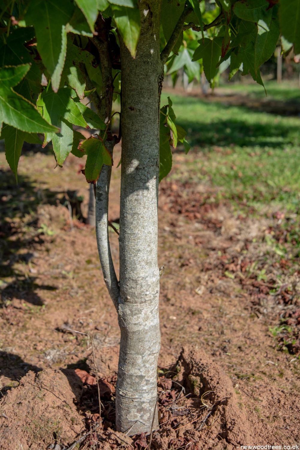 Liquidambar styraciflua ‘Slender Silhouette 1001x1500 1
